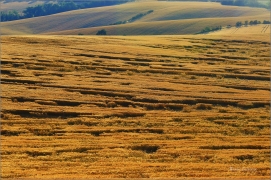 <p>jižní Morava</p>